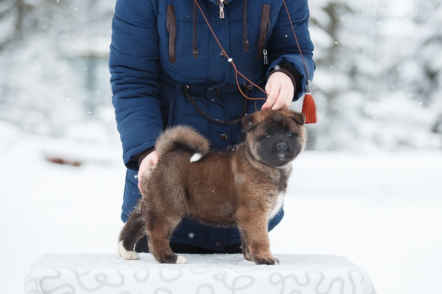 Щенки американской акиты