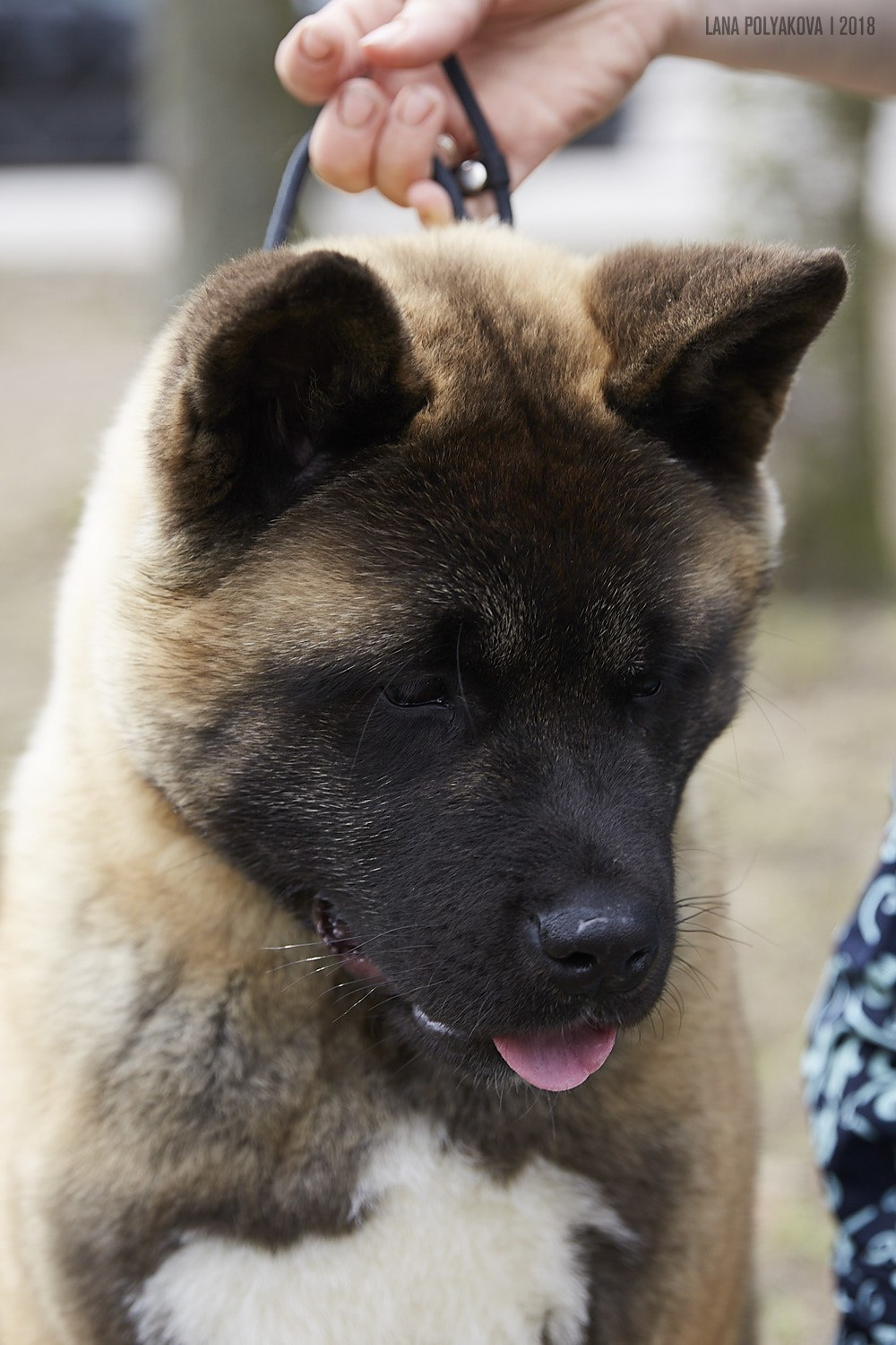 Щенки американской акиты питомник RUBYLIGHT