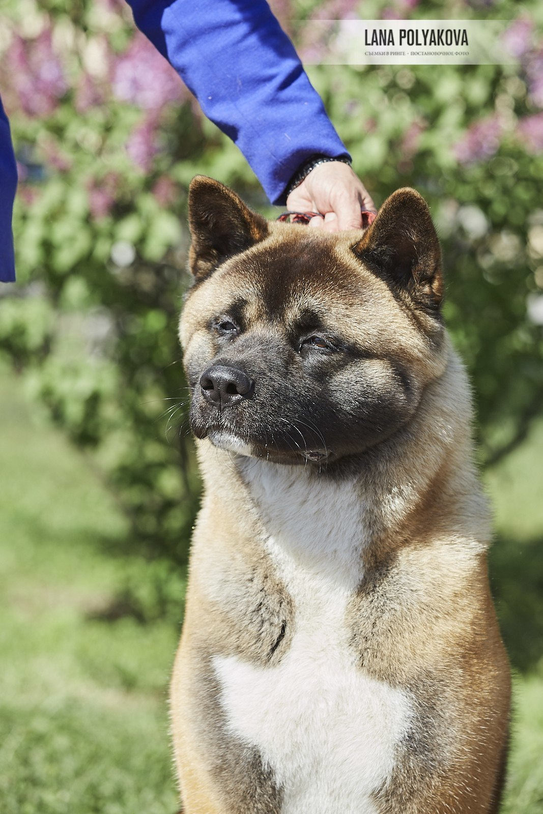 Американская акита Санкт-Петербург
