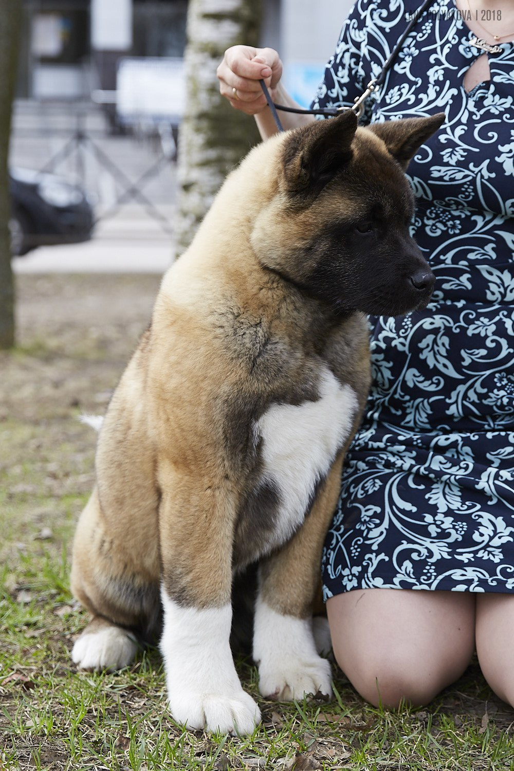 Щенки американской акиты питомник RUBYLIGHT