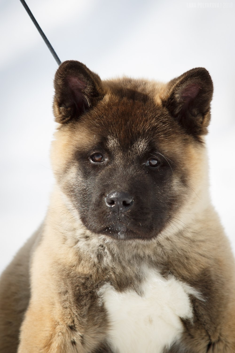 Щенки американской акиты питомник RUBYLIGHT