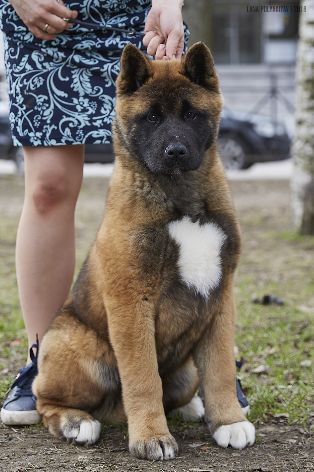 Щенки американской акиты