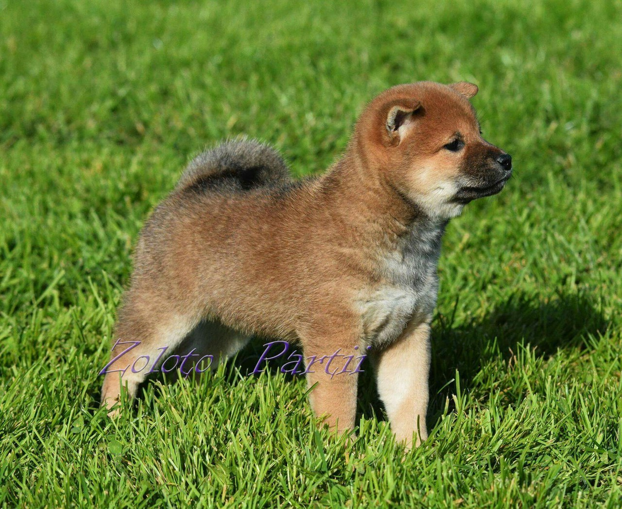 Сиба сиба-ину сибаину в Санкт-Петербурге
