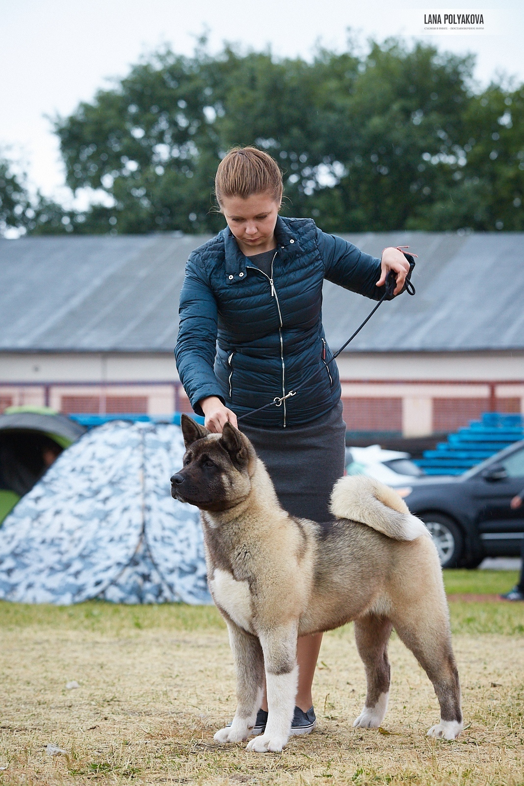 Щенки американской акиты питомник RUBYLIGHT