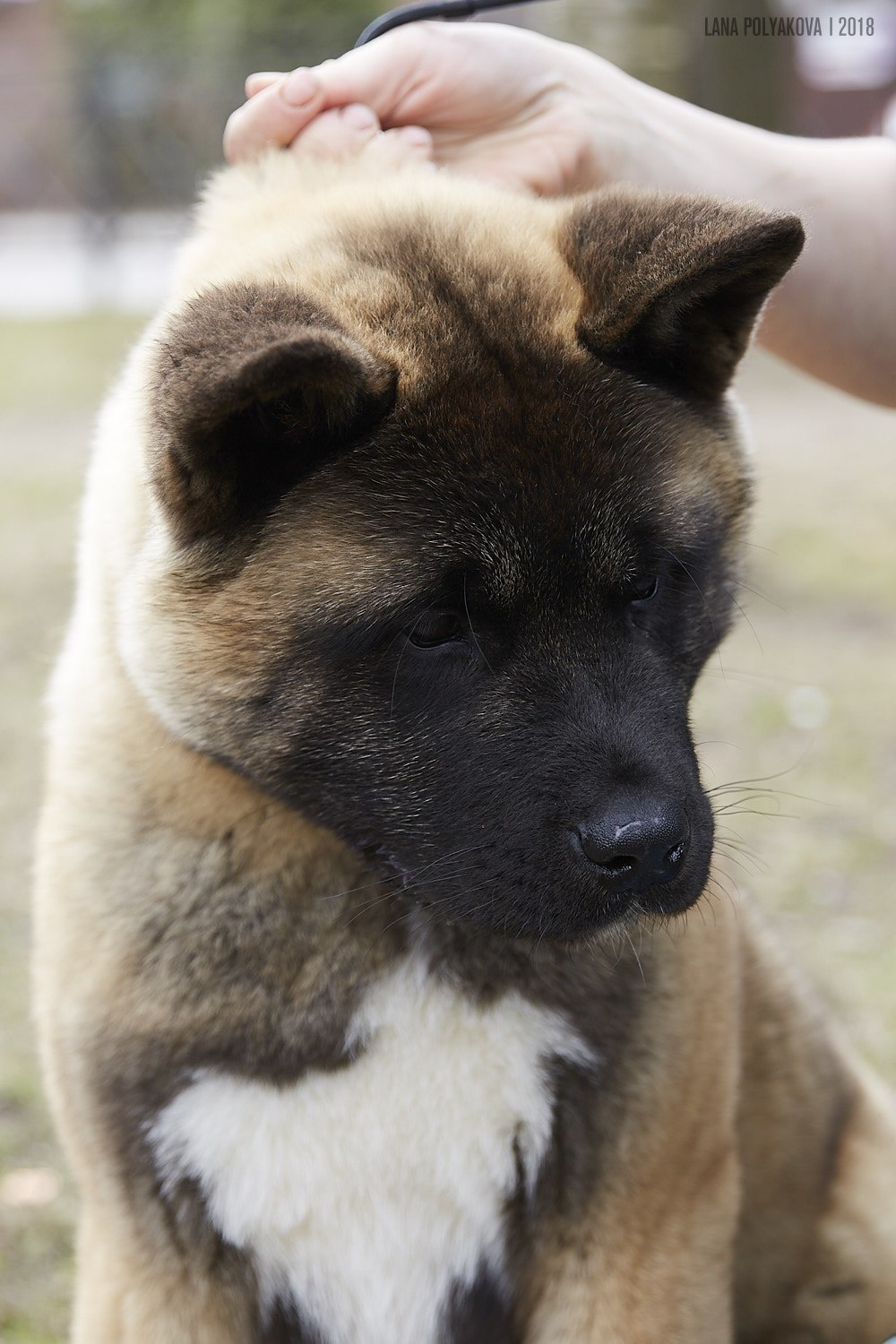 Щенки американской акиты питомник RUBYLIGHT