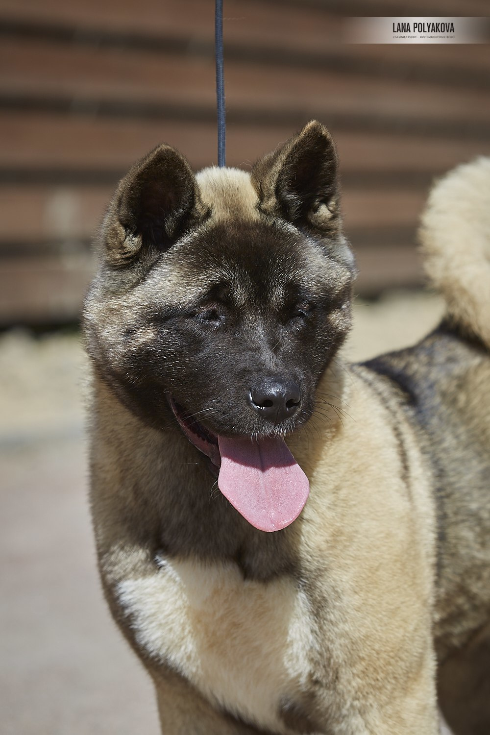 Щенки американской акиты питомник RUBYLIGHT