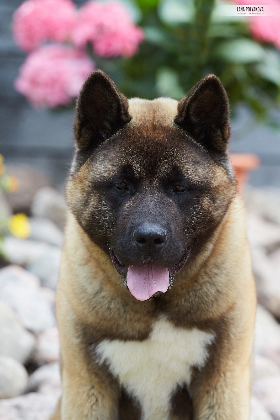 Щенки американской акиты питомник RUBYLIGHT