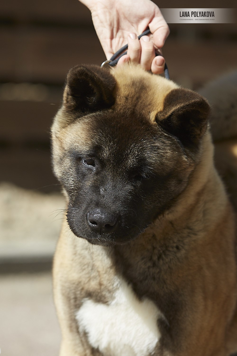 Щенки американской акиты питомник RUBYLIGHT
