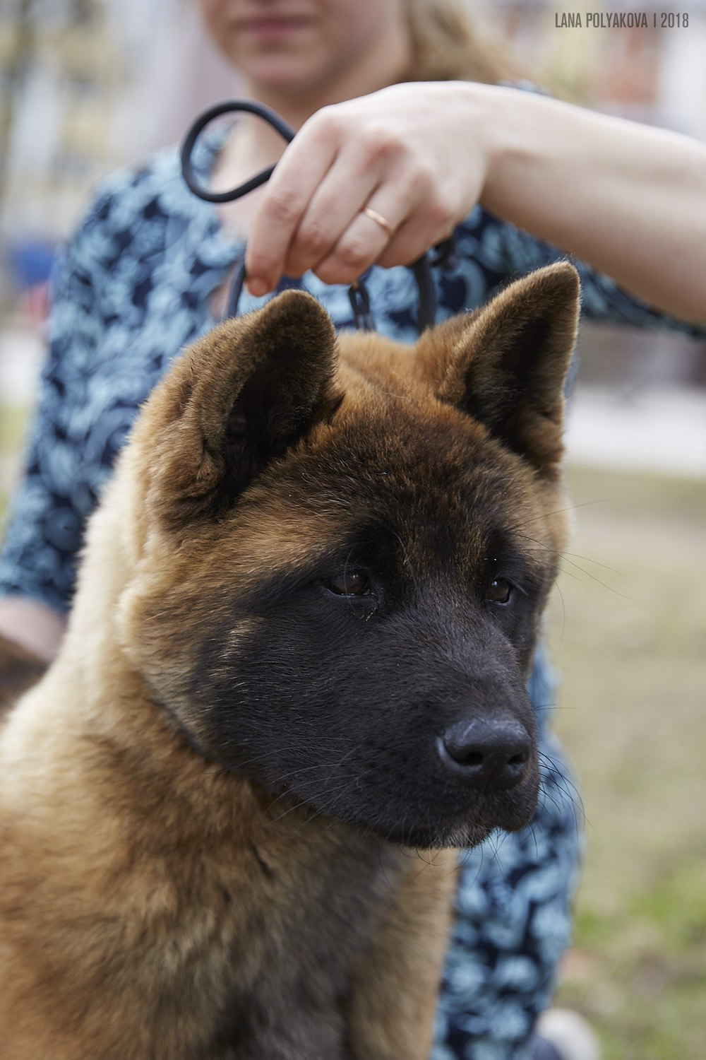 Щенки американской акиты