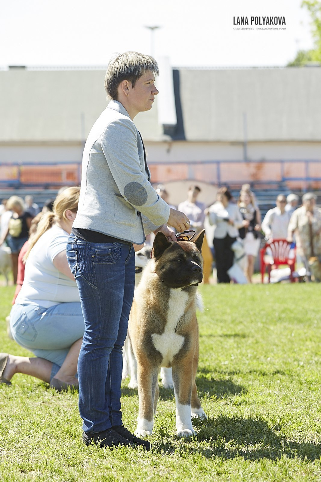 Американская акита Санкт-Петербург