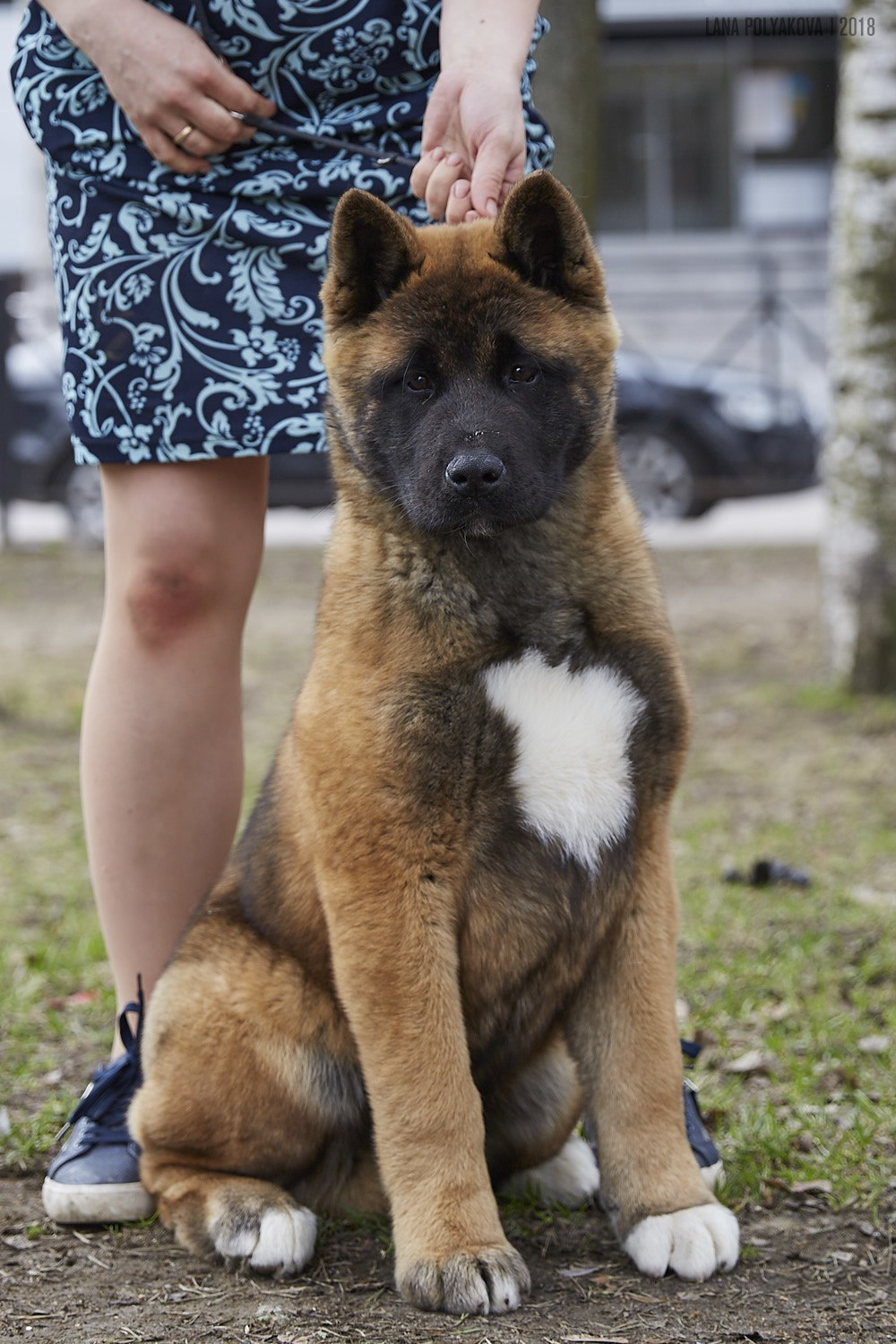 Щенки американской акиты