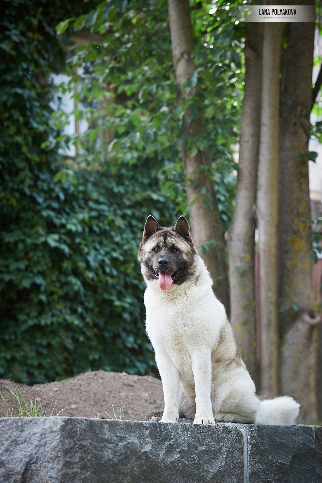 Лара * DANCING QUEEN, Американская акита Санкт-Петербург, питомник RUBYLIGHT