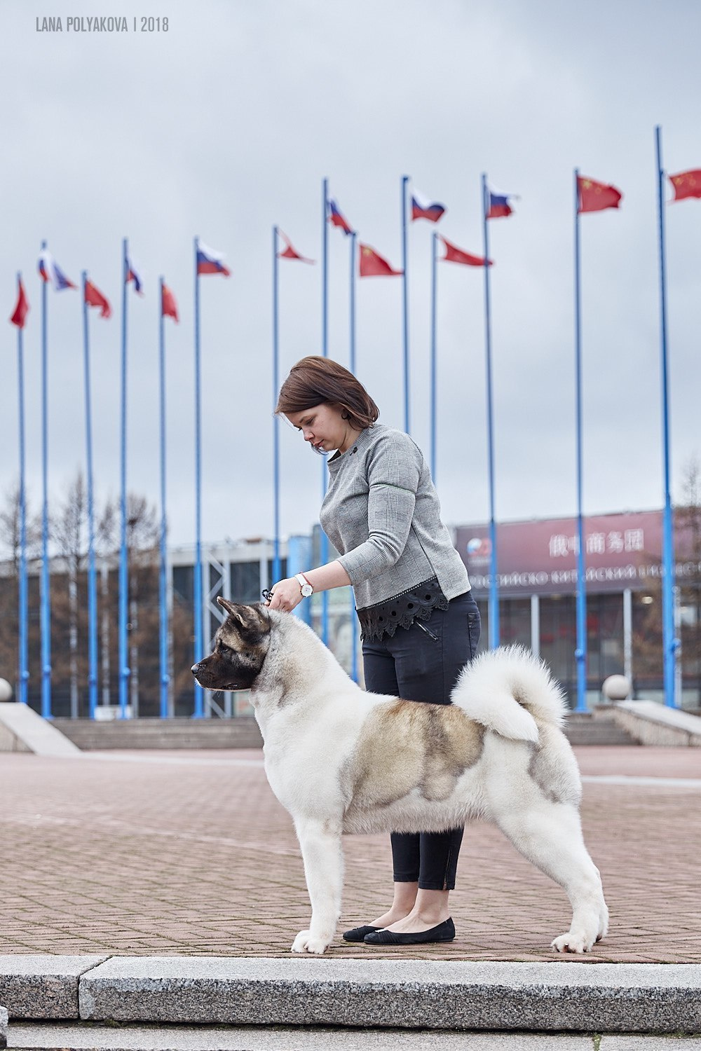 Лара * DANCING QUEEN, Американская акита Санкт-Петербург, питомник RUBYLIGHT