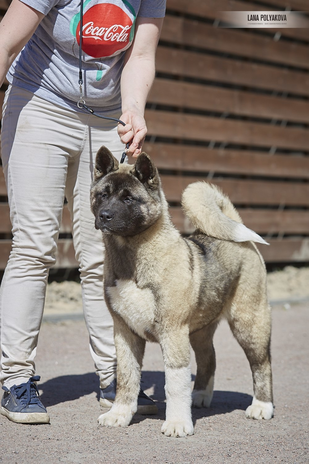 Щенки американской акиты питомник RUBYLIGHT