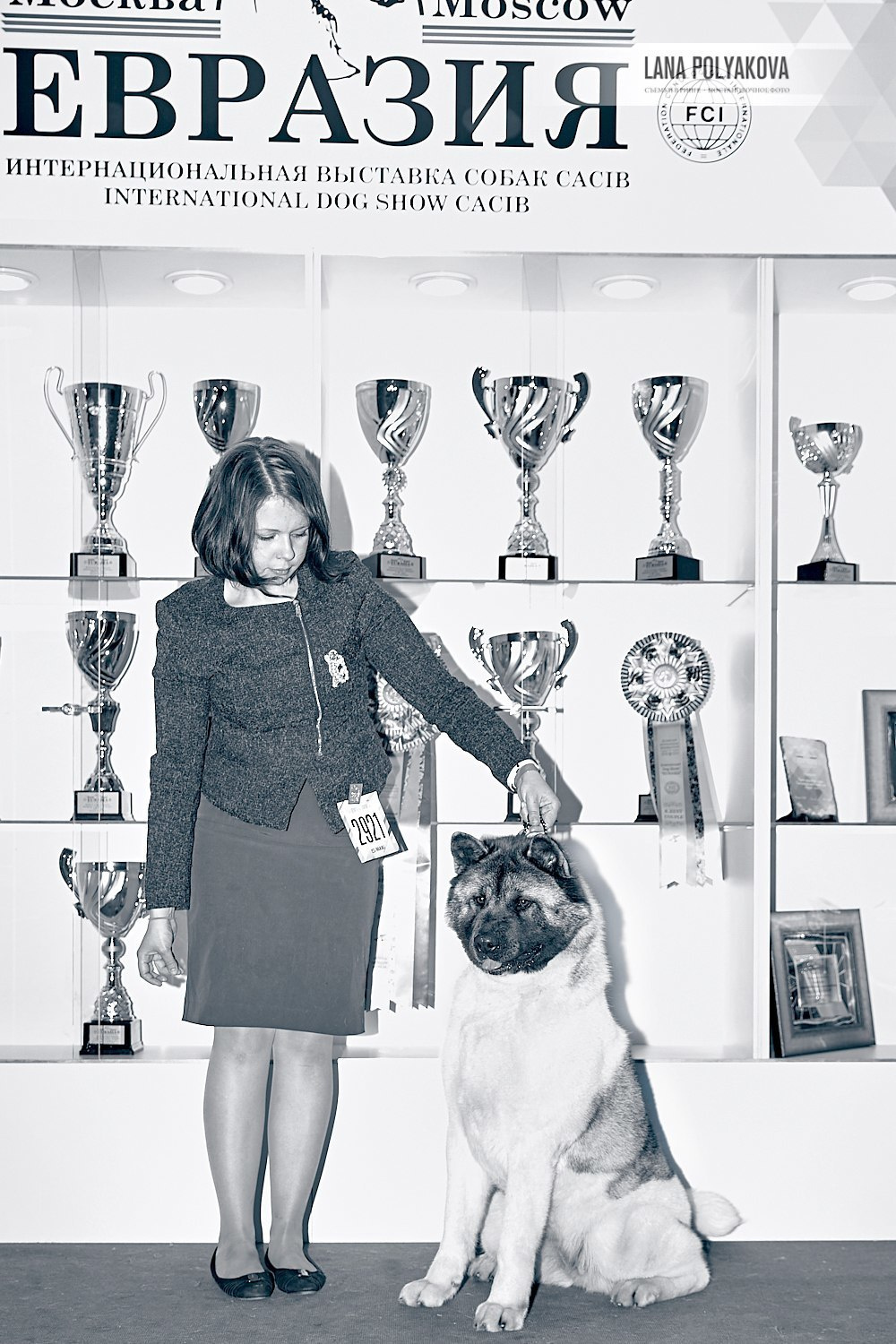 Лара * DANCING QUEEN, Американская акита Санкт-Петербург, питомник RUBYLIGHT