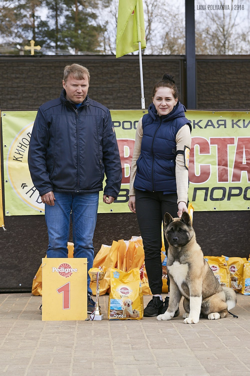 Щенки американской акиты питомник RUBYLIGHT