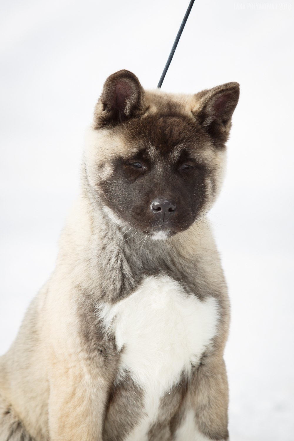 Щенки американской акиты питомник RUBYLIGHT