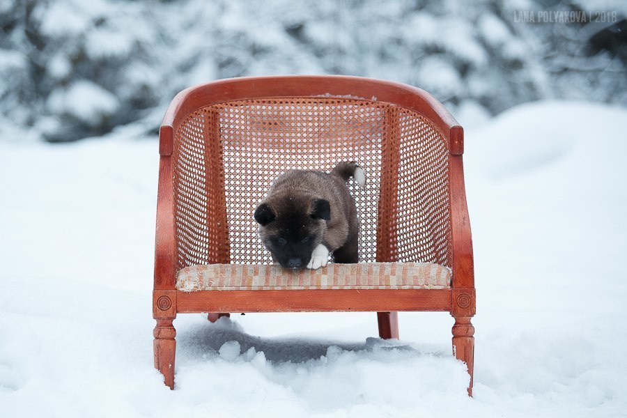 Щенки американской акиты питомник RUBYLIGHT