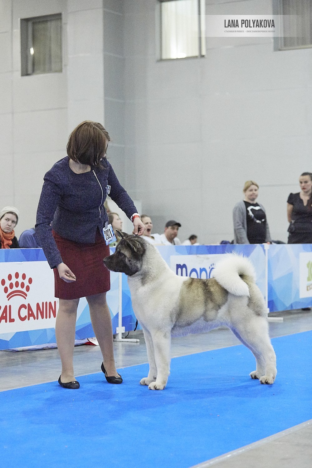 Лара * DANCING QUEEN, Американская акита Санкт-Петербург, питомник RUBYLIGHT
