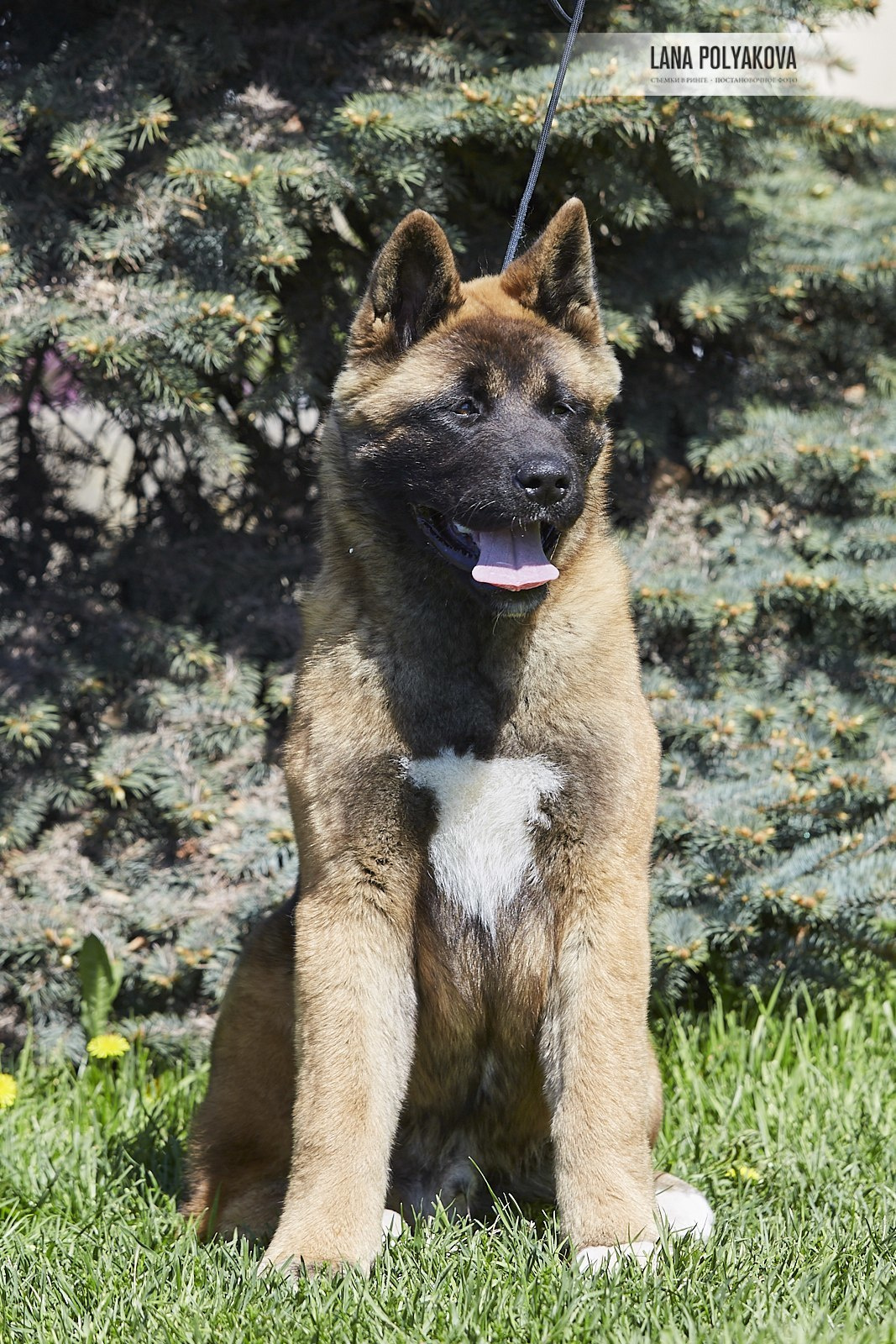 Щенки американской акиты