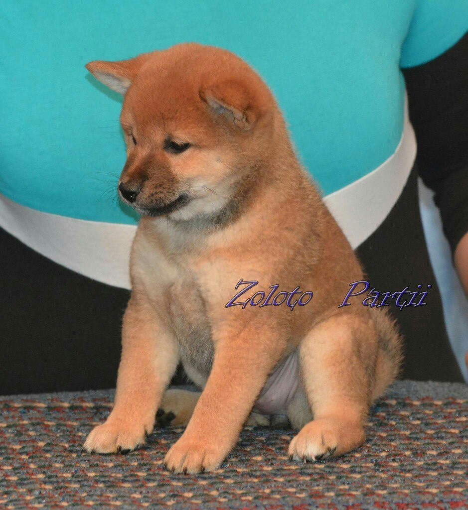 Сиба сиба-ину сибаину в Санкт-Петербурге
