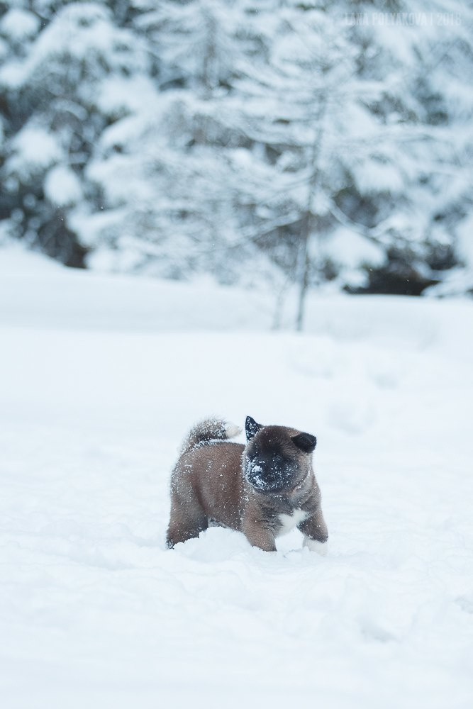 Щенки американской акиты питомник RUBYLIGHT
