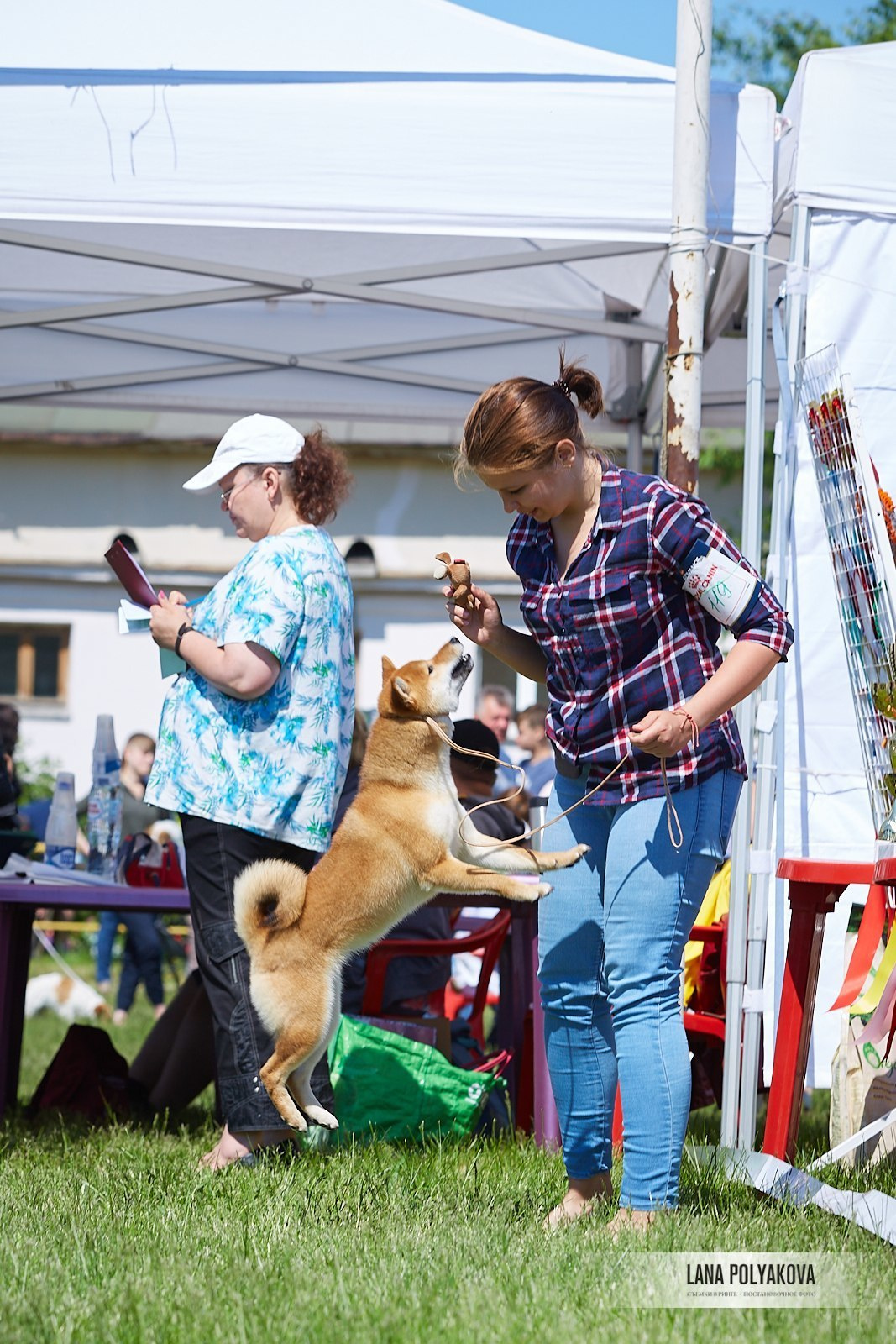 Сиба сиба-ину сибаину в Санкт-Петербурге

