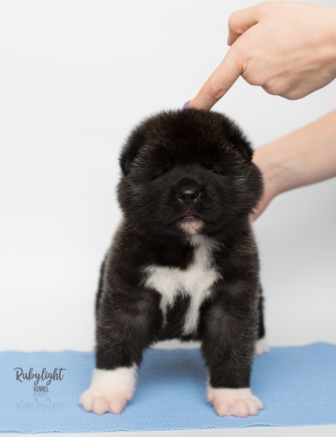 Щенки американской акиты