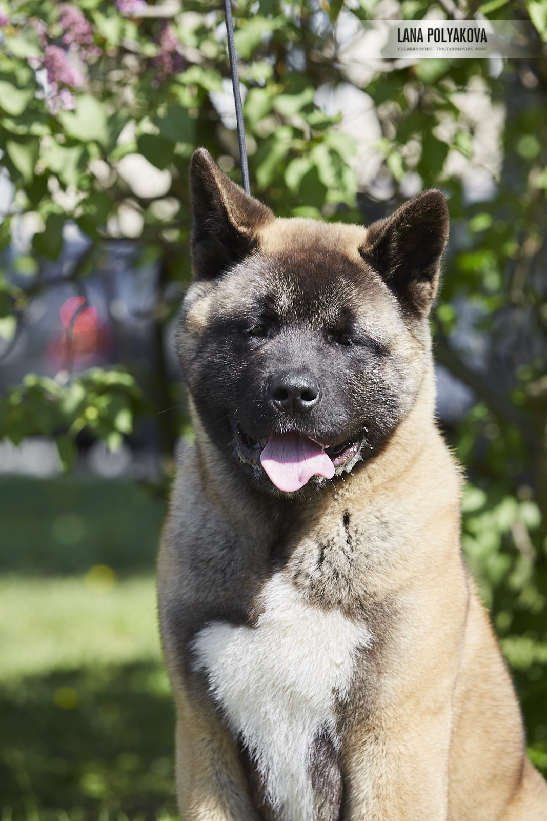 Щенки американской акиты питомник RUBYLIGHT