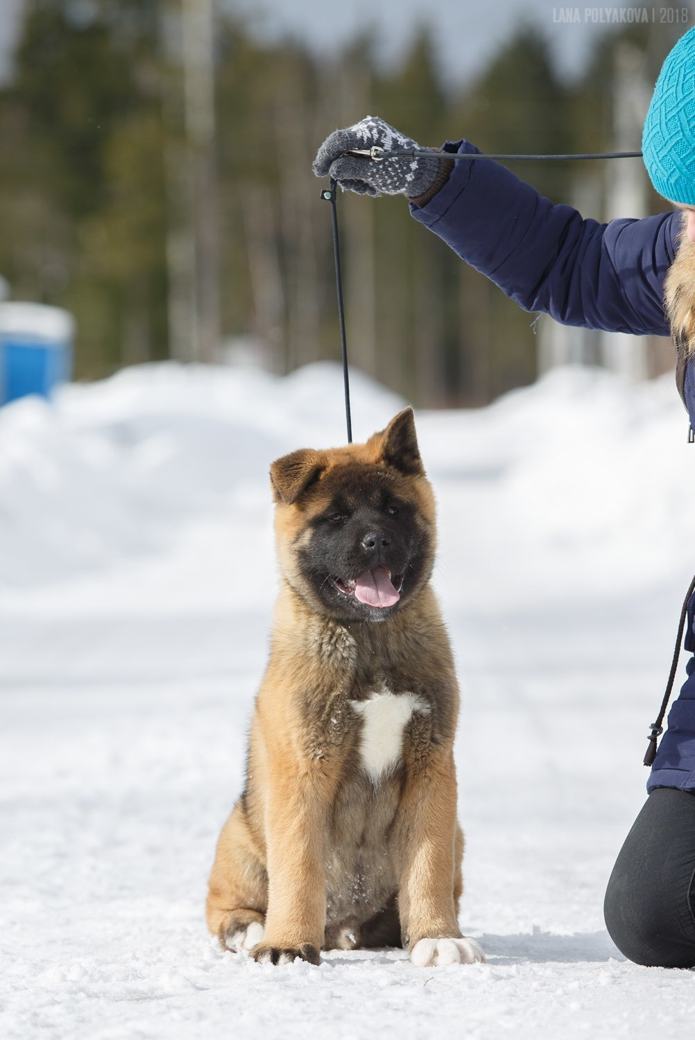 Щенки американской акиты