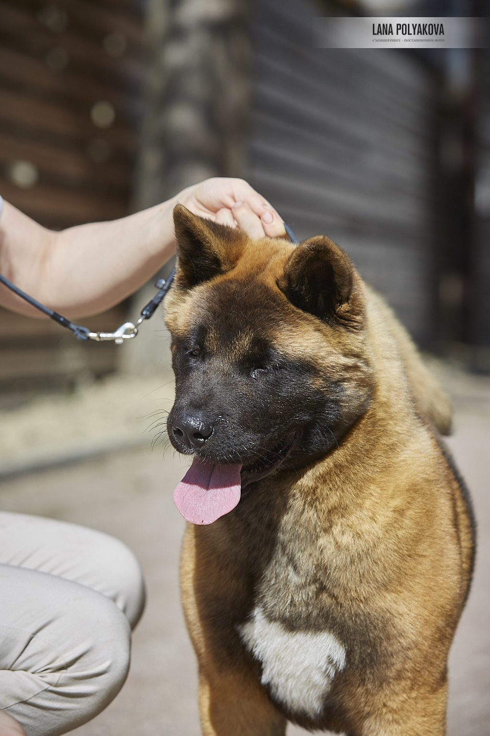 Щенки американской акиты