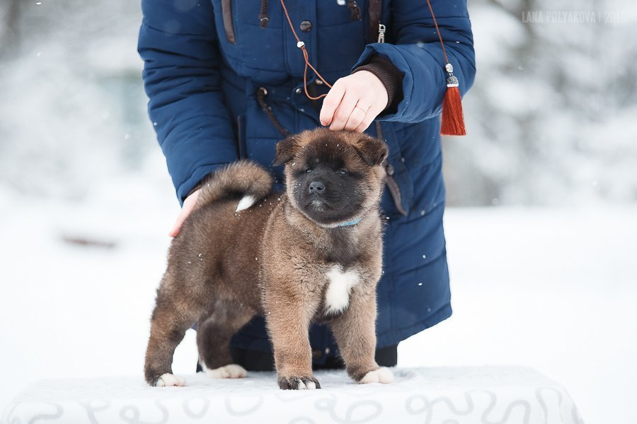 Щенки американской акиты