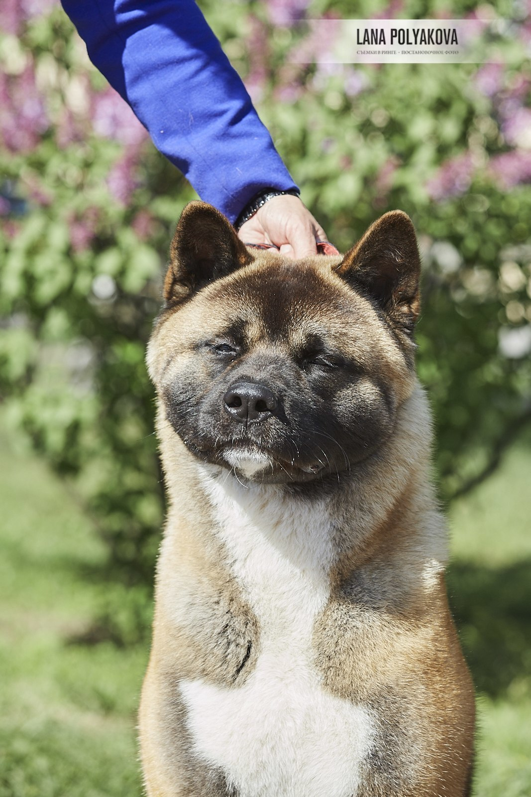 Американская акита Санкт-Петербург