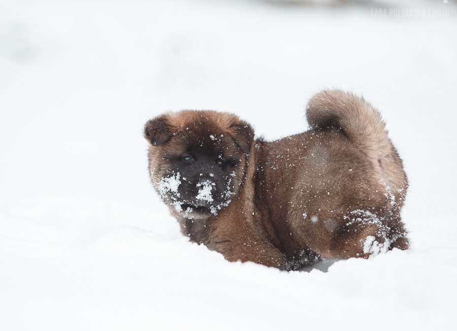 Щенки американской акиты