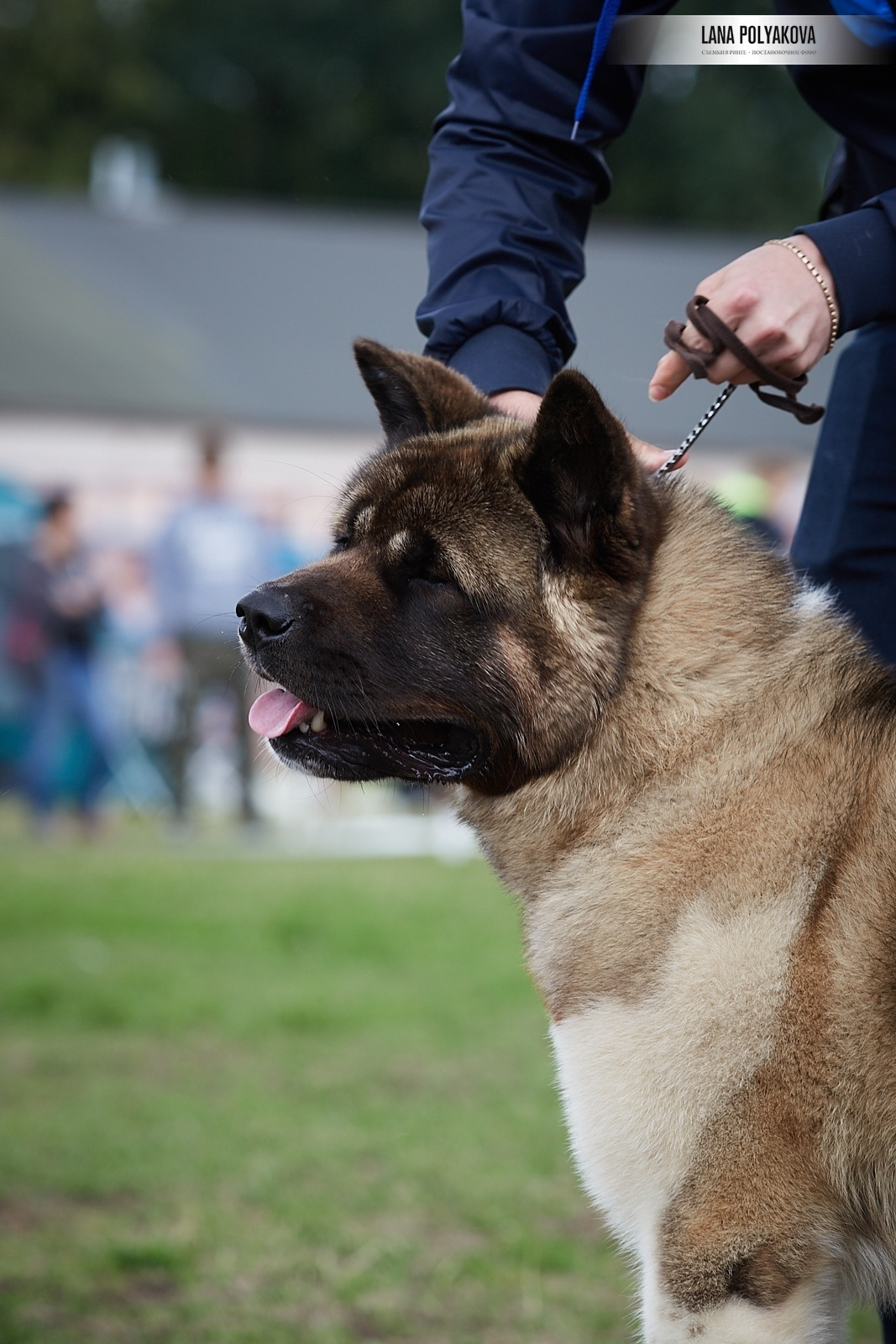Американская акита Санкт-Петербург