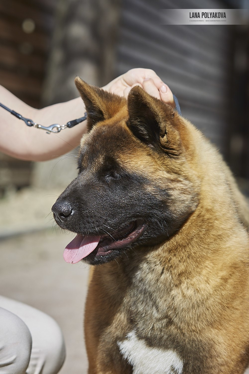 Щенки американской акиты