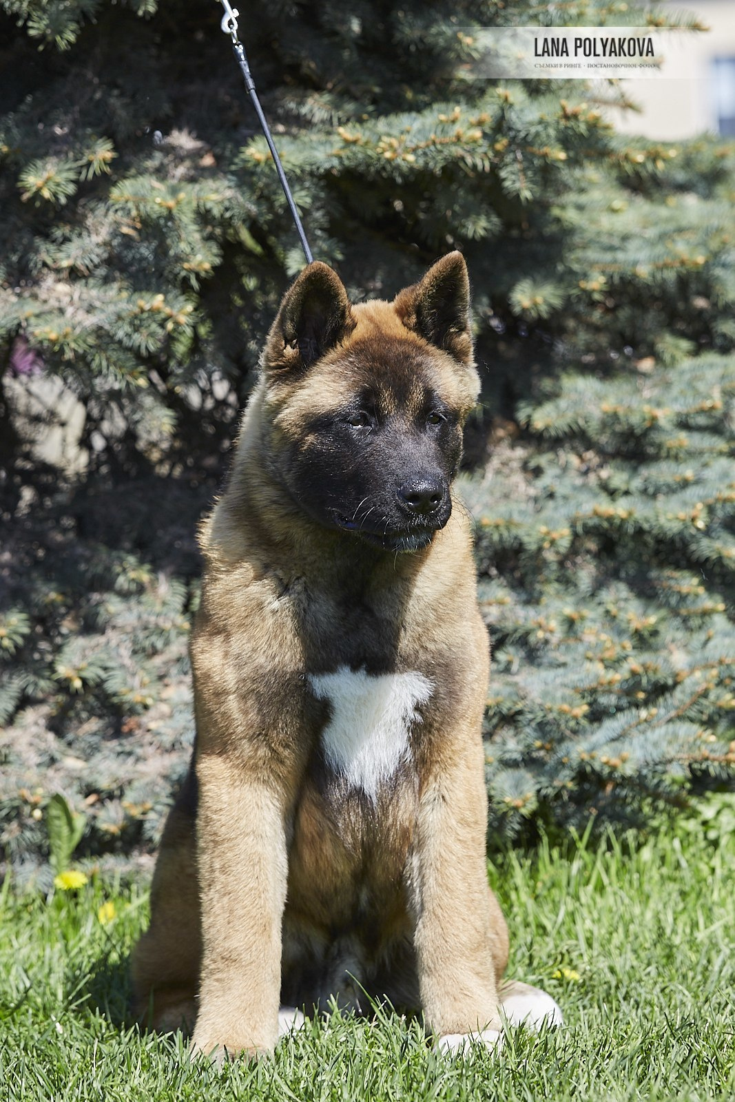 Щенки американской акиты