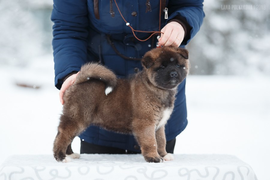 Щенки американской акиты
