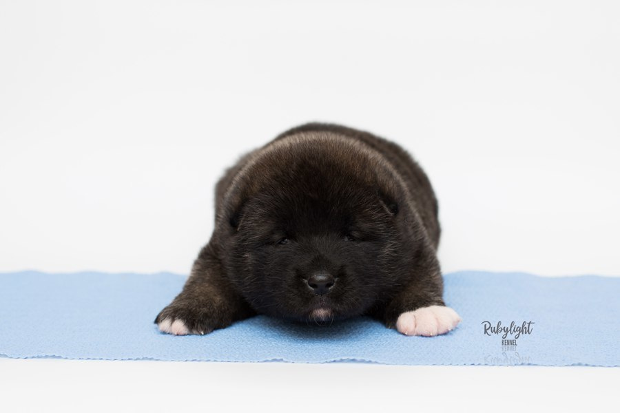 Щенки американской акиты