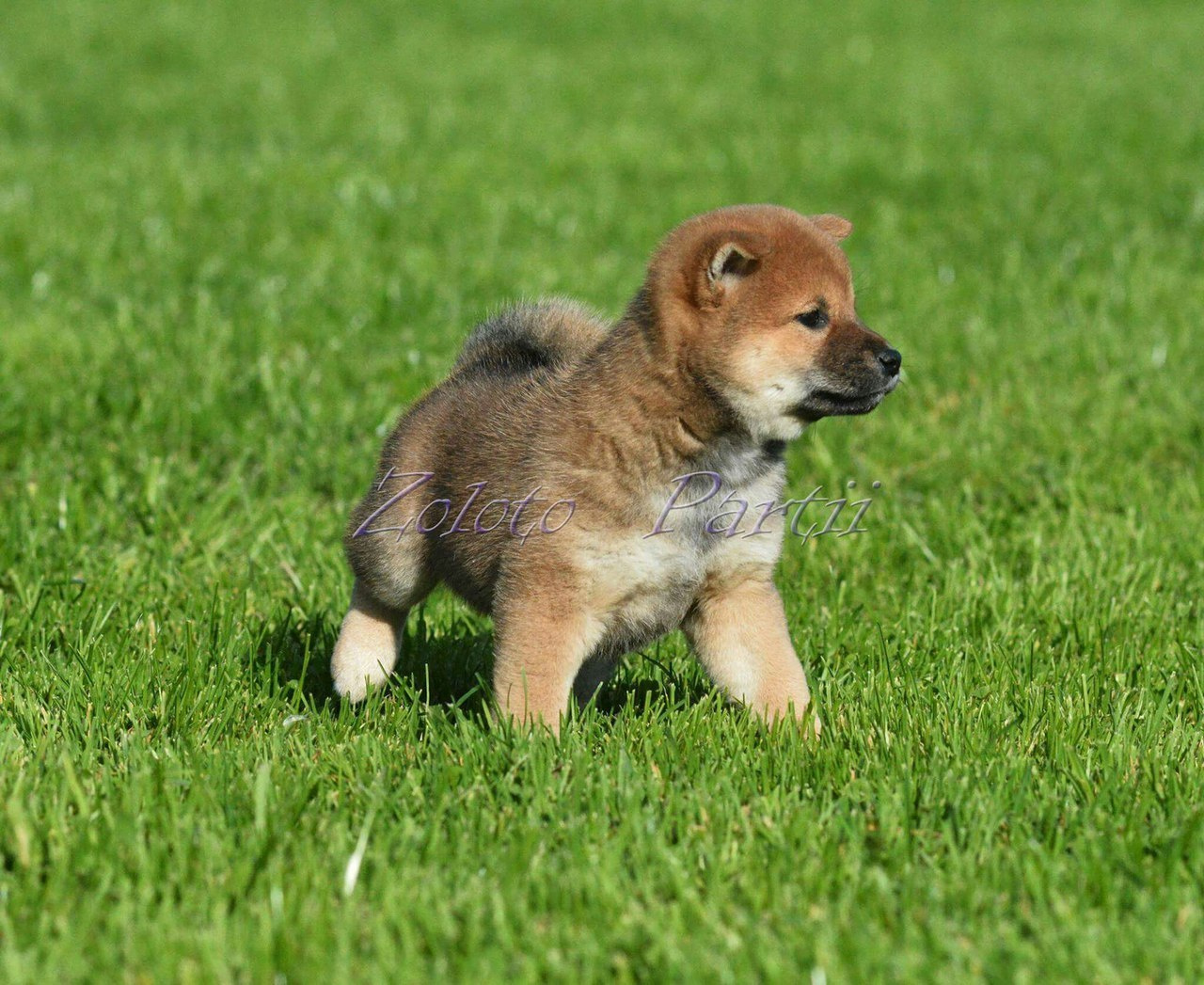 Сиба сиба-ину сибаину в Санкт-Петербурге

