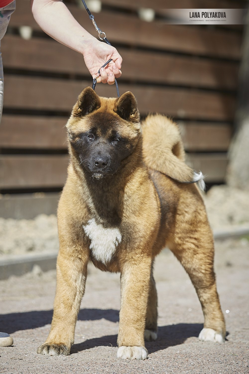 Щенки американской акиты