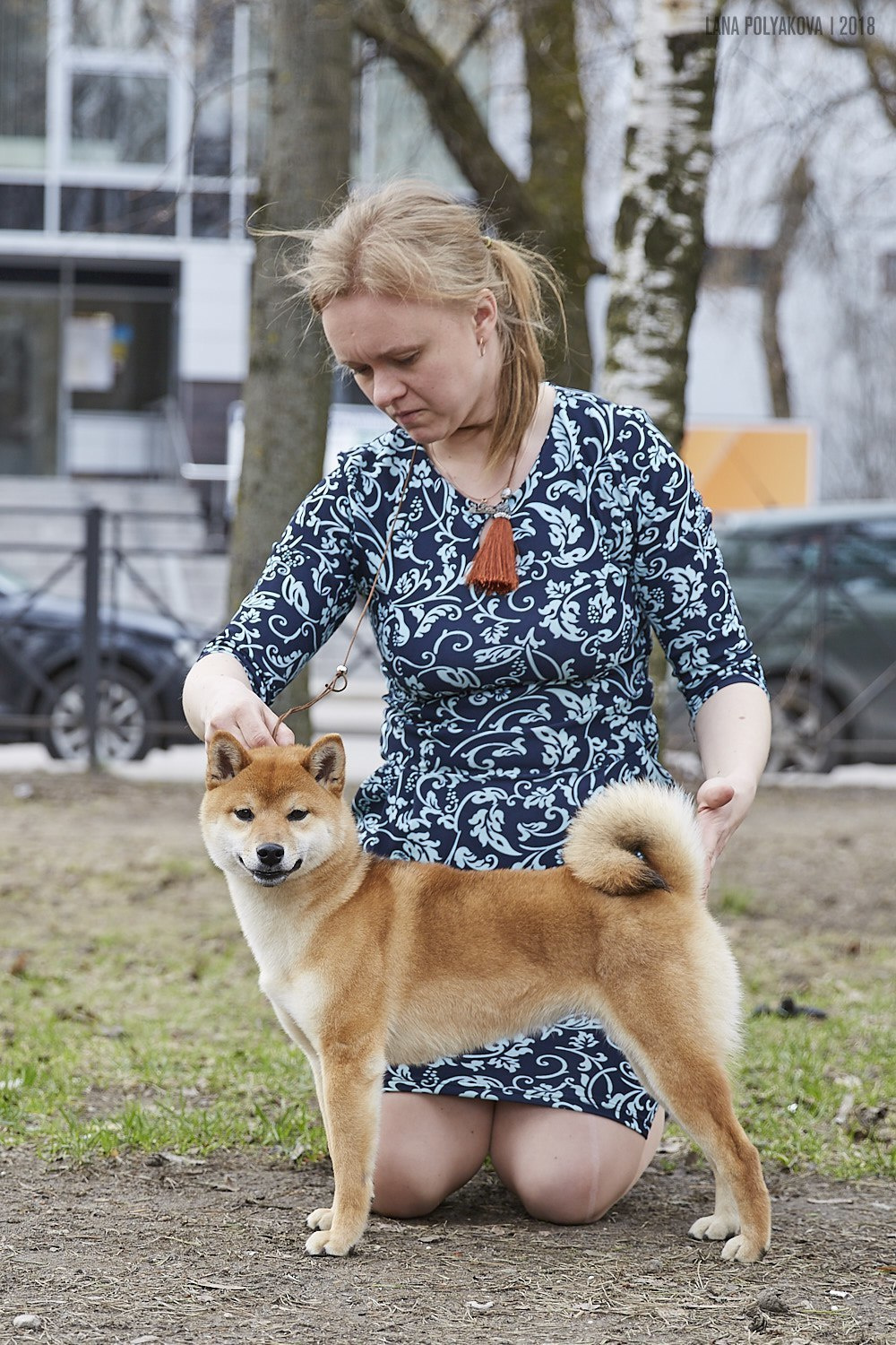 Сиба сиба-ину сибаину в Санкт-Петербурге
