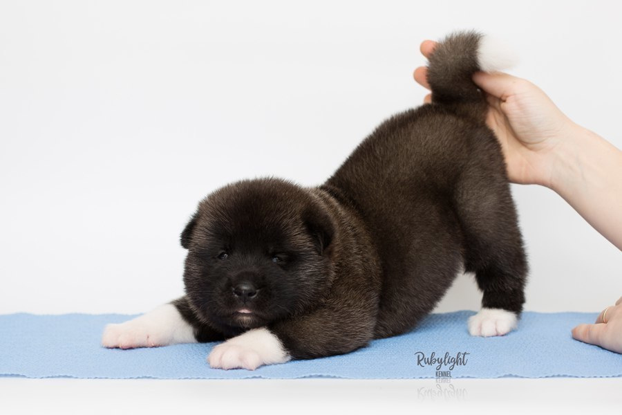 Щенки американской акиты питомник RUBYLIGHT