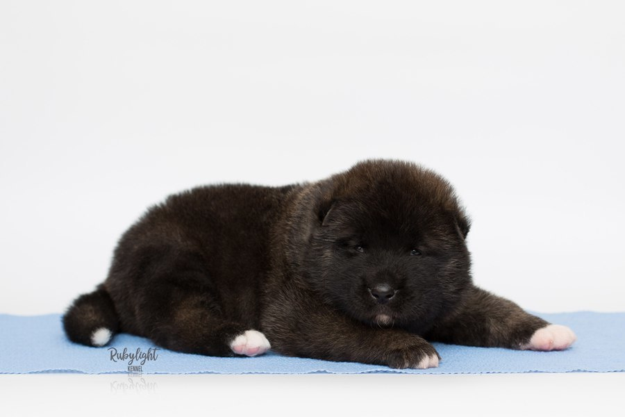 Щенки американской акиты