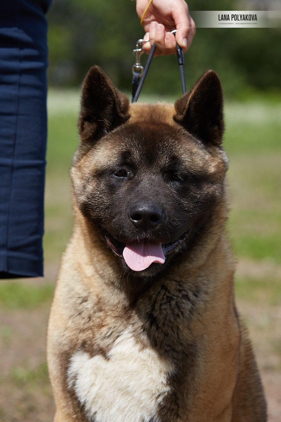 Щенки американской акиты питомник RUBYLIGHT