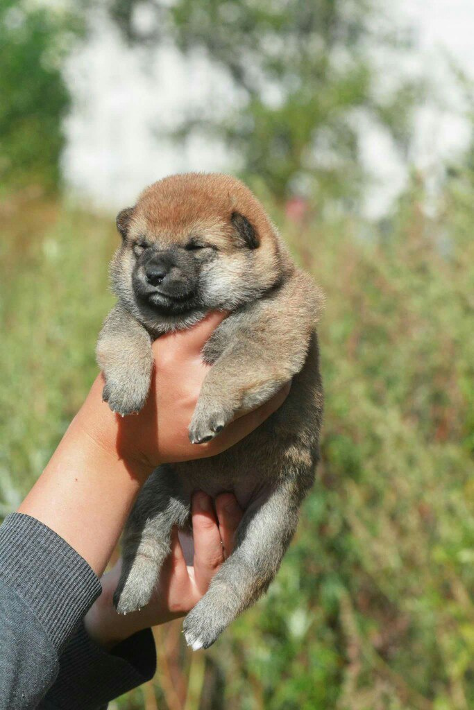 Сиба сиба-ину сибаину в Санкт-Петербурге
