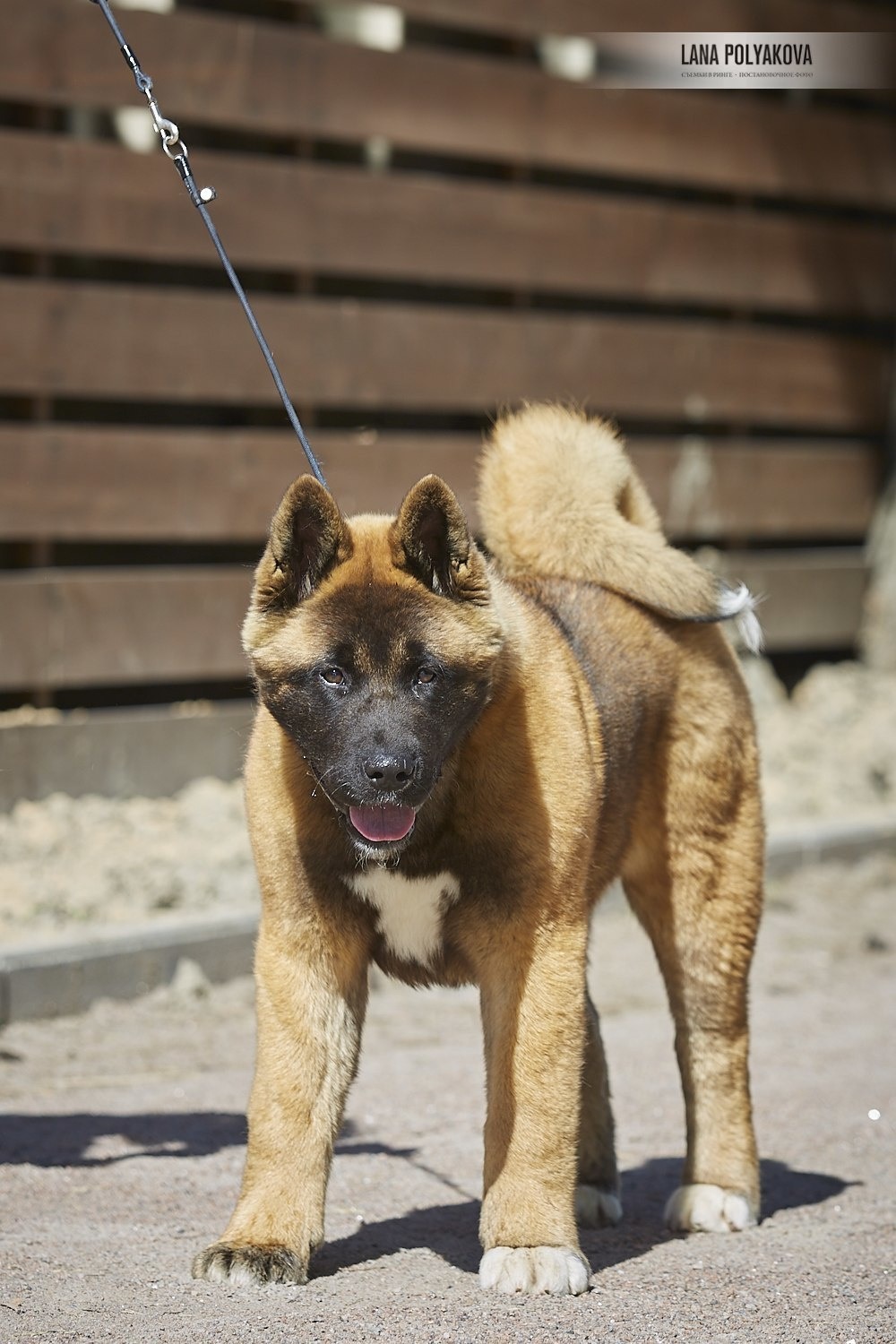 Щенки американской акиты