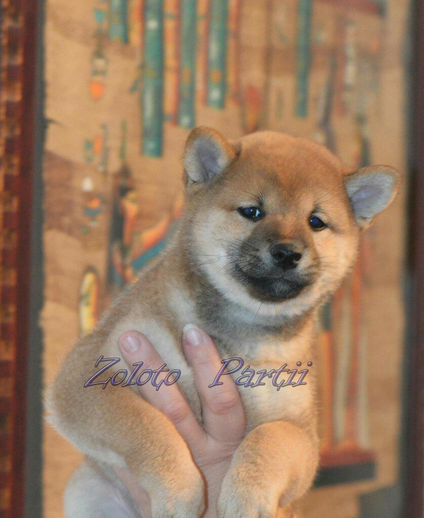 Сиба сиба-ину сибаину в Санкт-Петербурге
