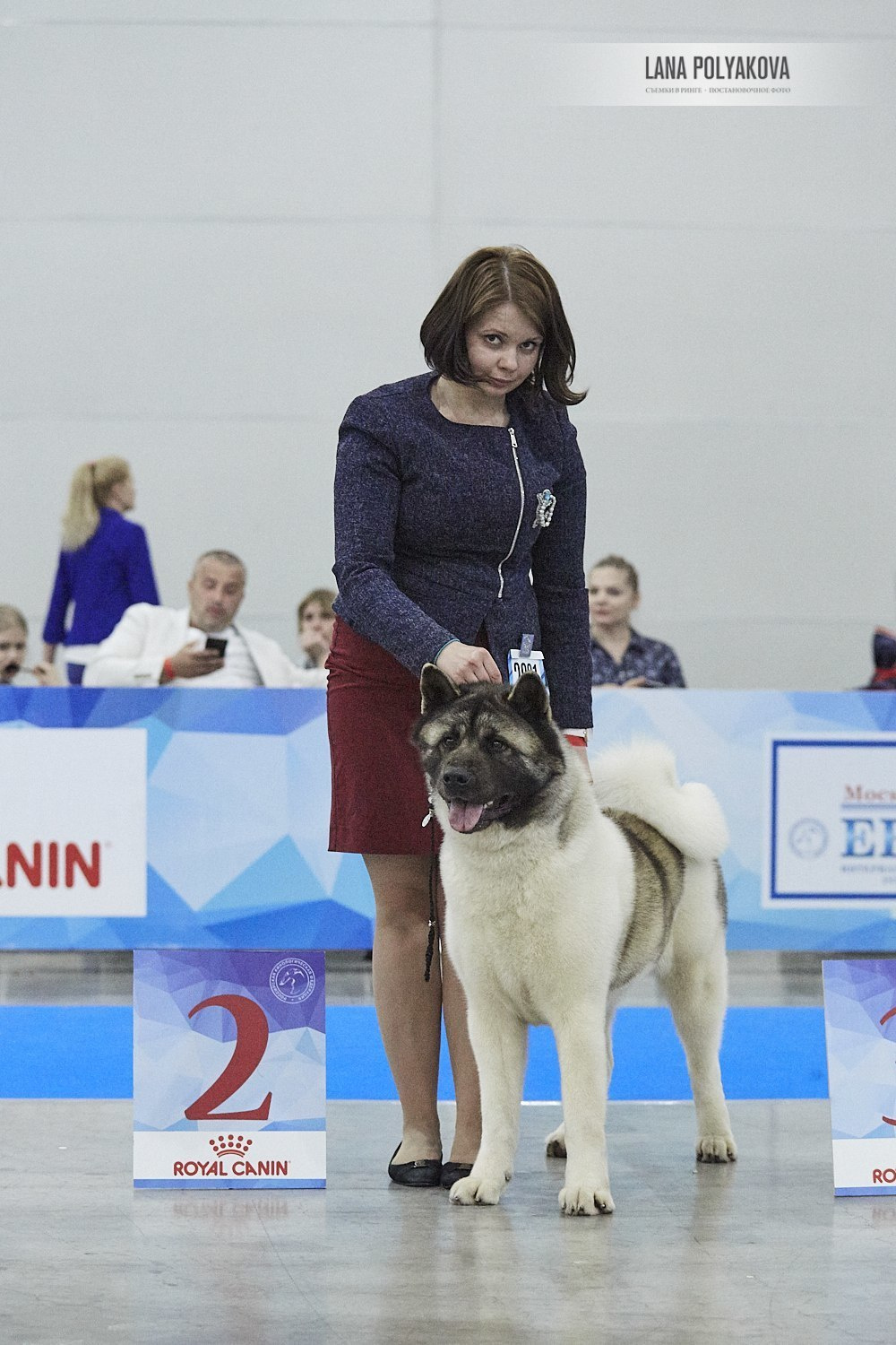 Лара * DANCING QUEEN, Американская акита Санкт-Петербург, питомник RUBYLIGHT