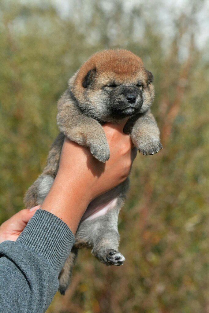 Сиба сиба-ину сибаину в Санкт-Петербурге
